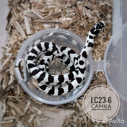 Эублефар, бородатая агама