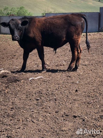 Корова и быки