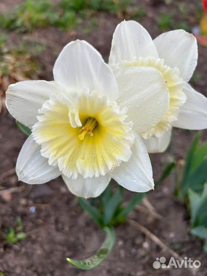 Нарциссы сортовые