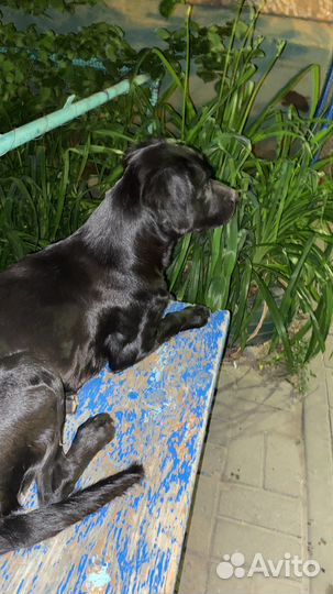 Найдена собака