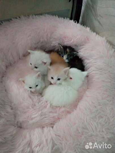 Котята мейн-кун