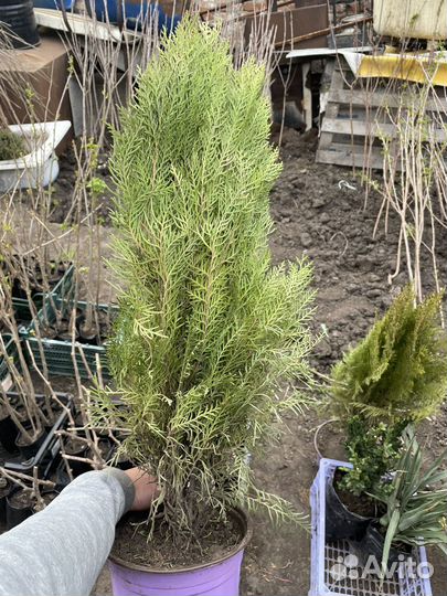 Растения для сада