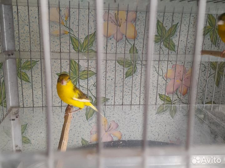 Кенар поющий