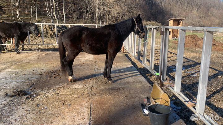 Постой для лошадей