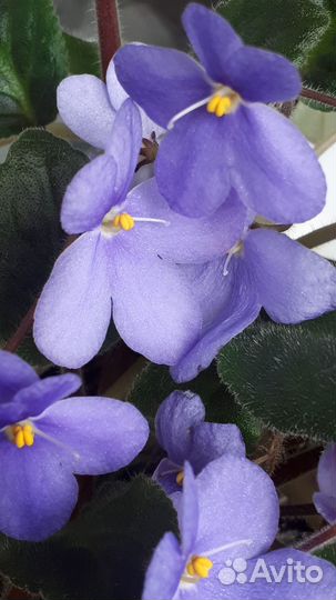 Фиалка лист обмен продажа