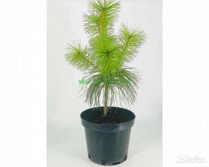 Сосна Веймутова