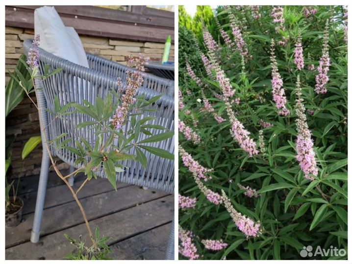 Саженцы Витекс священный