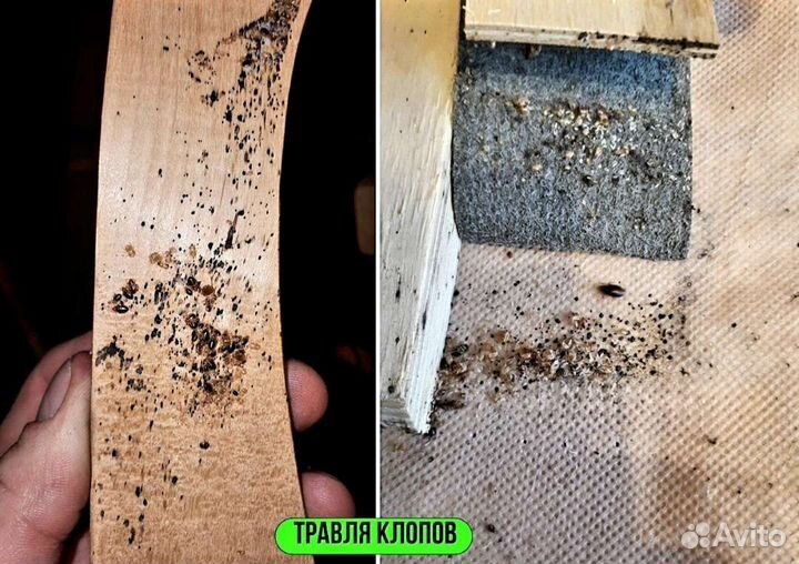 Дезинсекция