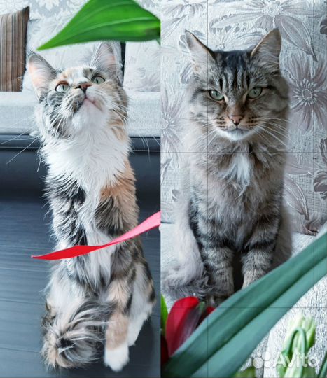 Кот и кошка