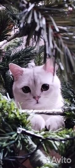 Шотландский кот вязка