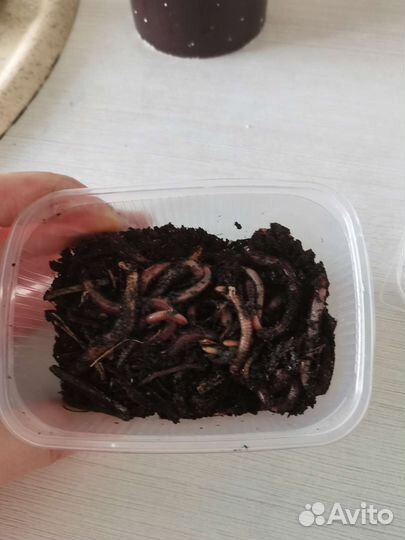 Живой, замороженный дождевой червь