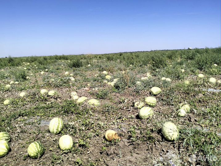 Семена арбуза