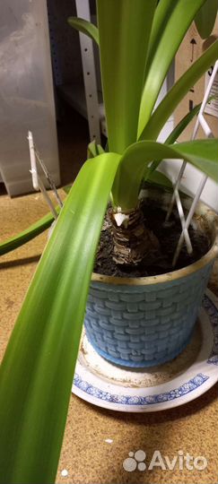 Гиппеаструм амариллис