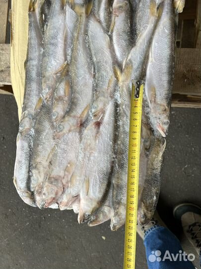 Корюшка нр 20-21см свежемороженная