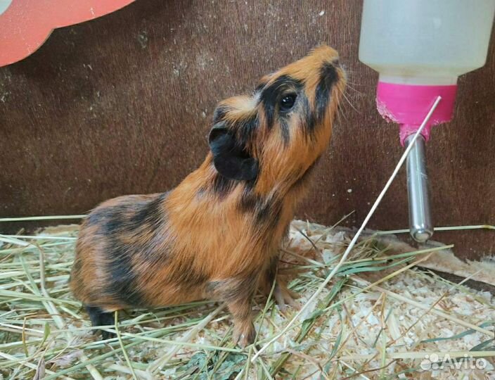 Морские свинки