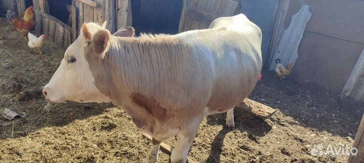 Продаем 3 тёлки и 4 баранчика