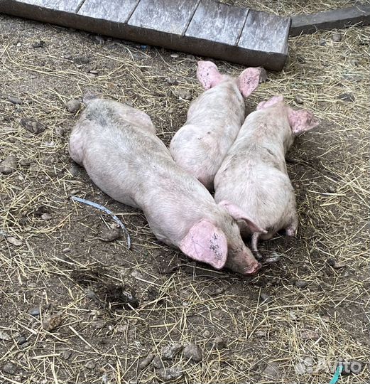 Поросята