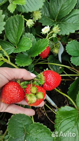 Клубника, земляника садовая