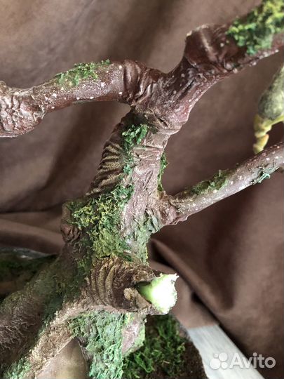 Бонсай Магнолия