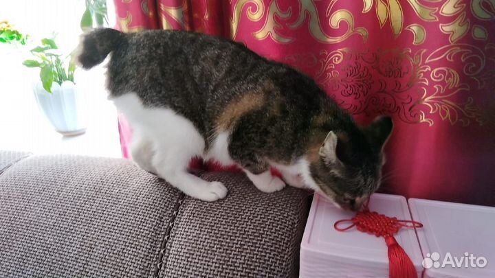Милая кошечка
