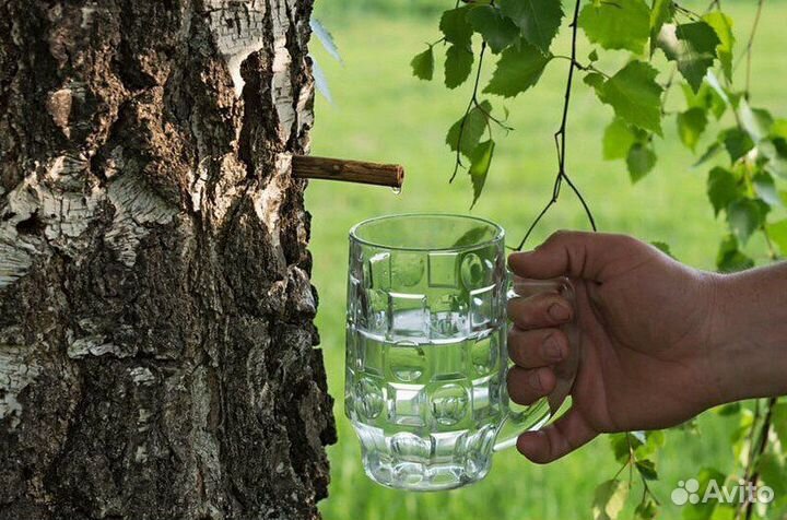 Свежий березовый сок 2024 от 48руб за литр