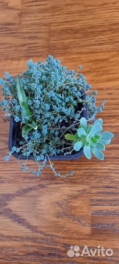 Суккуленты