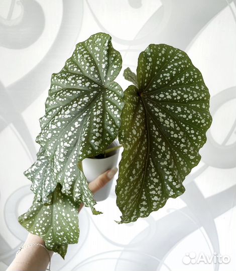 Бегония коралловая (крылья ангела)