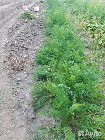 Морковь свежая с грядки