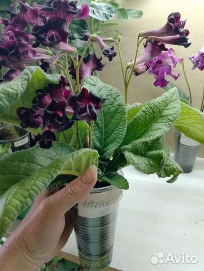 Детки сортовых стрептокарпусов