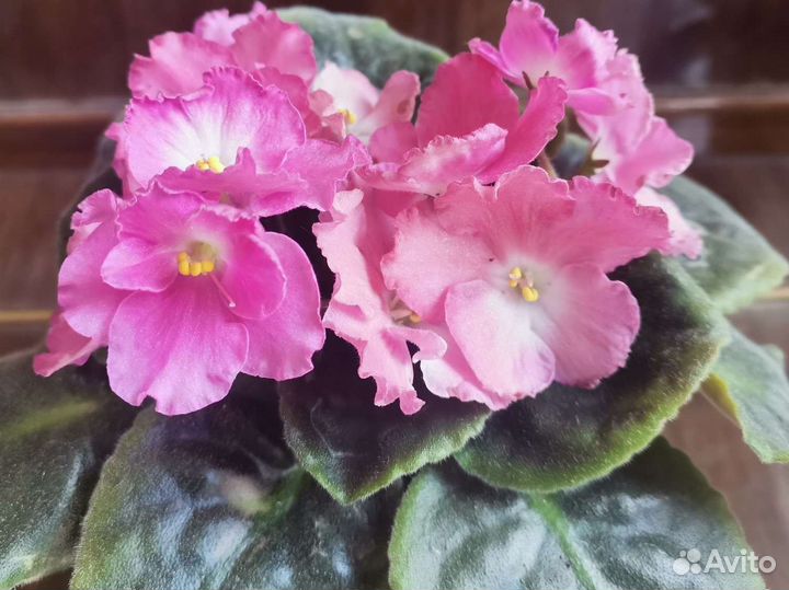 Фиалки махровые фиолетовые цветки