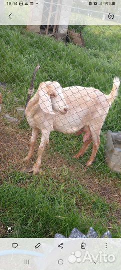 Англо нубийские козы дойные