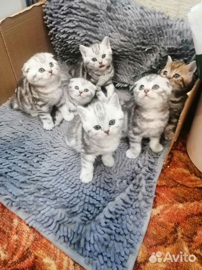 Шотландские