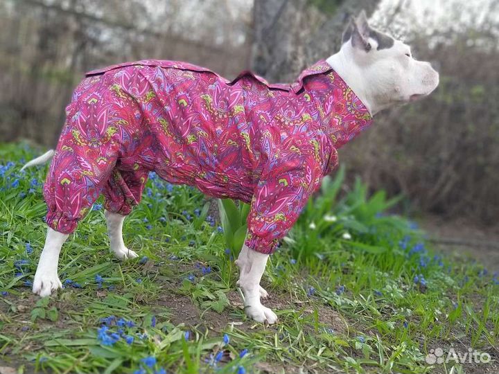 Одежда для собак