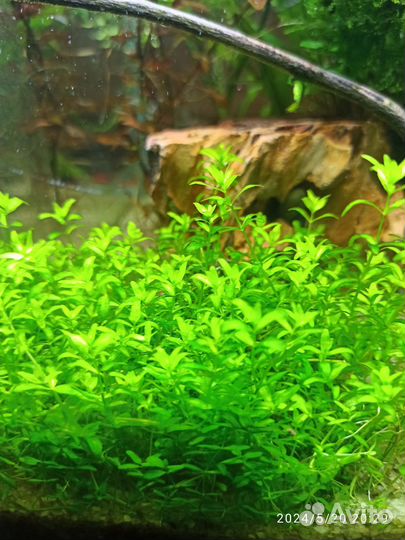 Зеленая торпеда живородящая,Аквариумные растения