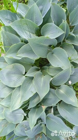 Хоста голубая