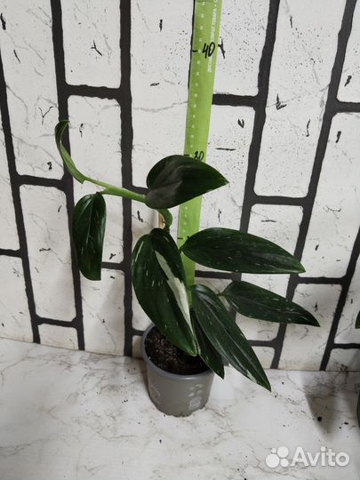 Филодендрон кобра белая