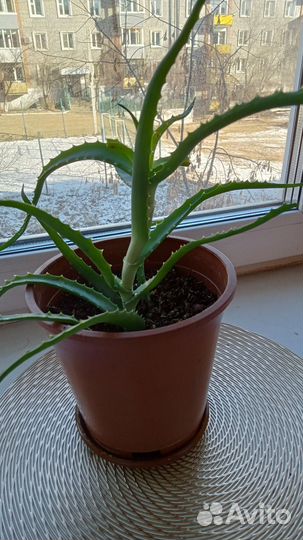 Алоэ столетник