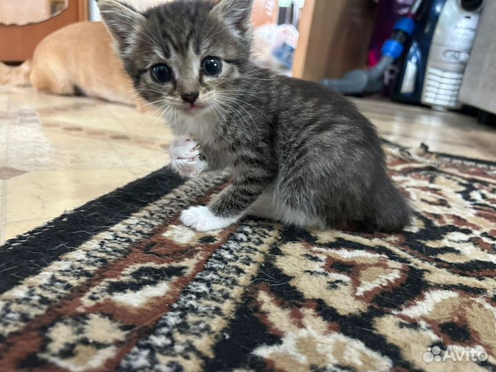Отдам котенка