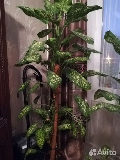 Диффенбахия