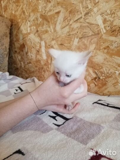 Кошки в добрые руки бесплатно