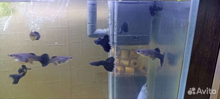 Криветки Блю дрим и гуппи чёрный монах