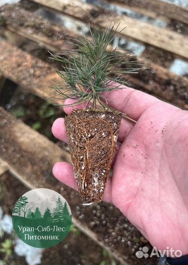 Зкс и окс Сосна Ель Лиственница сеянцы Голуб горн
