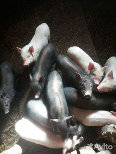 Вьетнамские вислобрюхие поросята