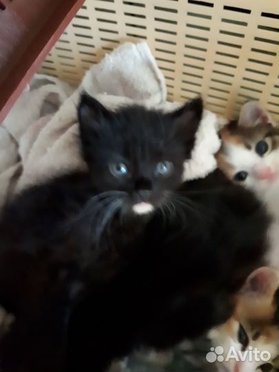 В добрые руки малыши