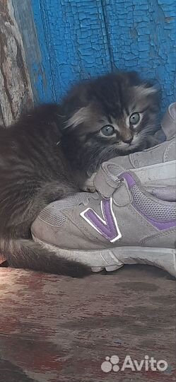 Котята в добрые руки бесплатно