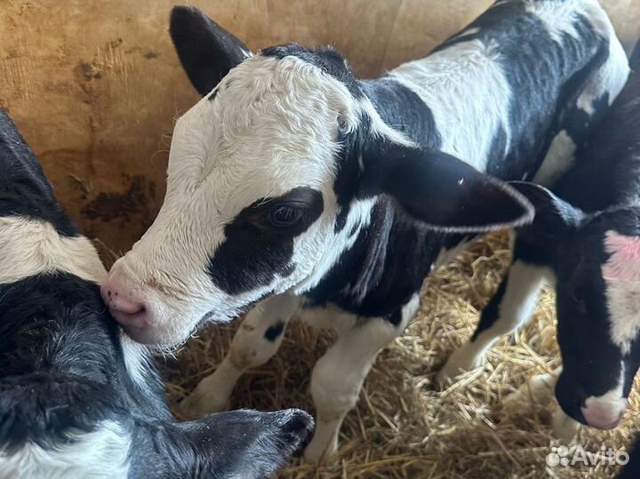 Телята бычки