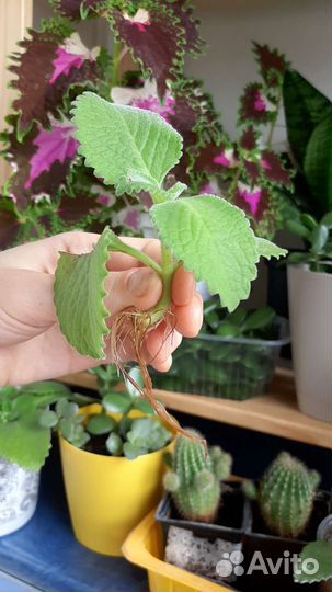 Черенки комнатной мяты