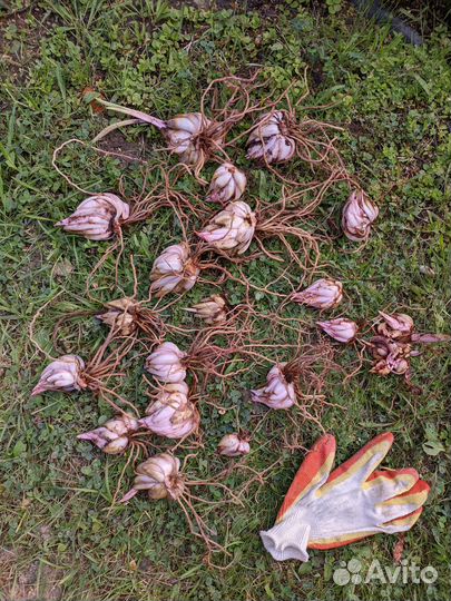 Лилия Кандидум (белоснежная). Видовая