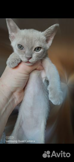 Бурманские котята, лиловый мальчик