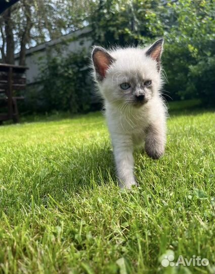 Открыта бронь на котят